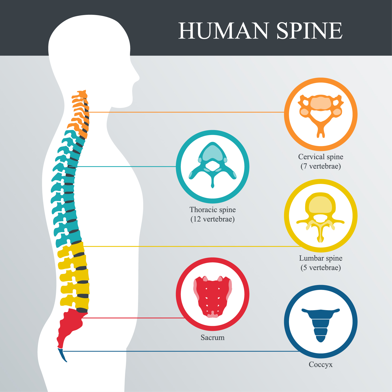 Types of Spinal Compression Fractures